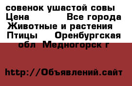 совенок ушастой совы › Цена ­ 5 000 - Все города Животные и растения » Птицы   . Оренбургская обл.,Медногорск г.